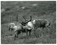 Parc national Nord-du-Yukon