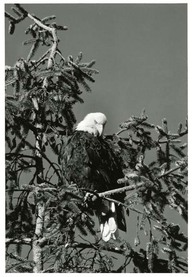 Aigle à tête blanche