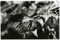 Papillons monarques