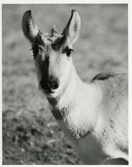 Antilope d’Amérique