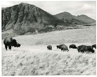 Parc national Lacs Waterton en Alberta