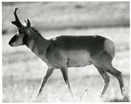 Antilope d’Amérique