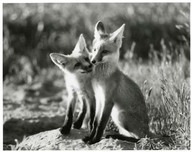 Le renard roux