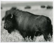 Parc national Wood Buffalo en Alberta.