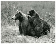 Grizzli