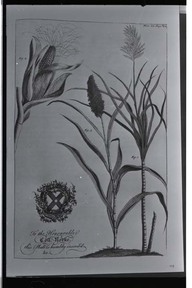 Plate 23, page 252
To the Honorable Coll: Norke