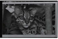 Margay