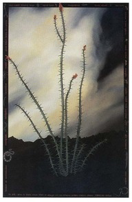 Ocotillo