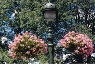 Lampadaire et jardinières