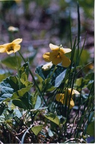 Plaines d'Abraham