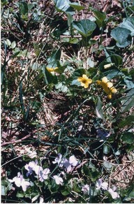 Plaines d'Abraham