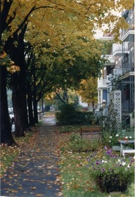 Maisons bordées d'arbres, quartier Montcalm