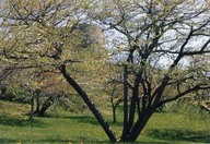 Plaines d'Abraham