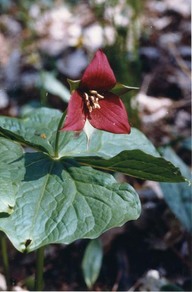 Fleur sur les Plaines d'Abraham