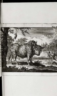 Boeuf, pélican