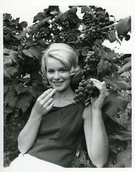 Here, tasting a bunch of superb grapes grown at St. Catharines, Ontario, is one of the young ladies chosen as a princess in the annual Grape and Wine Festival. Thousands take part in the parade and events that are held during the week-long Festival, held in September when the grapes are ready to be harvested.