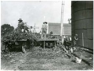 Cutting corn and filling silo. James Anderson’s farm, Prince Edward County, Ontario.