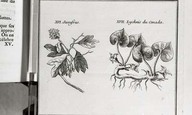 XVI. Sassafras
XVII. Lychnis du Canada