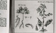 XIII Gin-seng
XII Petite espèce de polygonatum