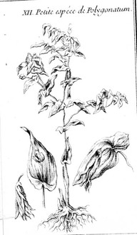 Petite espèce de Polygonatum, 1721