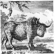 Bison